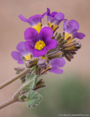 Phacelia gymnoclada