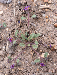 Phacelia gymnoclada