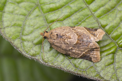 Neocalyptis affinisana