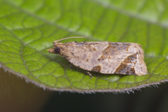 Neocalyptis affinisana