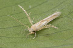Stathmopodidae