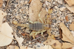 Anuroctonus pococki pococki