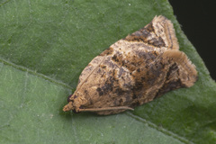 Neocalyptis affinisana