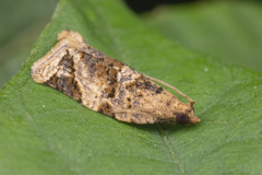 Neocalyptis affinisana