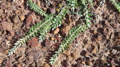 Evolvulus gnaphalioides