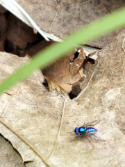 Condylostylus mundus