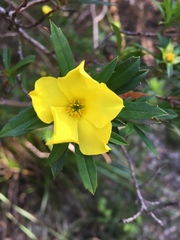 Hibbertia cuneiformis