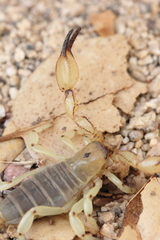 Anuroctonus pococki pococki