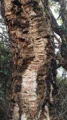 Quercus suber