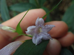 Strobilanthes anisophyllus