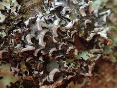 Erioderma sorediatum