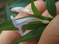 Strobilanthes anisophyllus