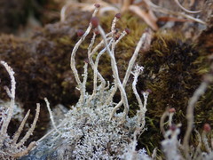 Stereocaulon colensoi