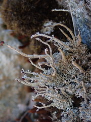 Stereocaulon colensoi