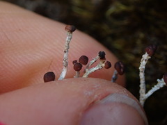 Stereocaulon colensoi