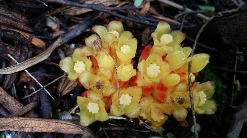 Representative image of Cytinaceae