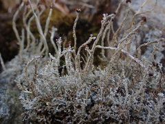 Stereocaulon colensoi