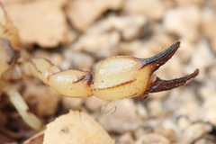 Anuroctonus pococki pococki