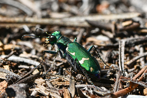 iNaturalist observation photo of Boreal Long-lipped Tiger Beetle
