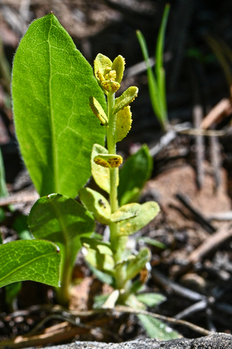 iNaturalist observation photo of Mustard Flower Rust