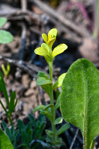 iNaturalist observation photo of Mustard Flower Rust