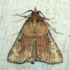 Omphalocera munroei