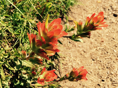 Castilleja litoralis