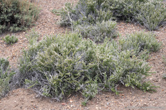 Tetradymia spinosa