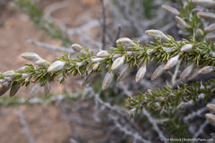 Tetradymia spinosa