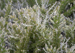 Tetradymia spinosa