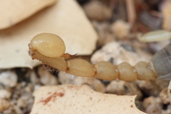 Anuroctonus pococki pococki