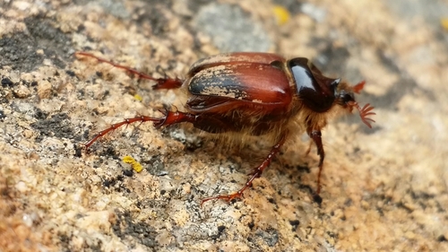 Pachypus candidae