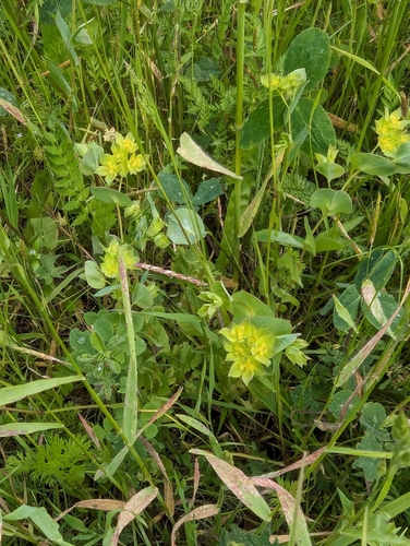 Image of Bupleurum rotundifolium by no rights reserved
