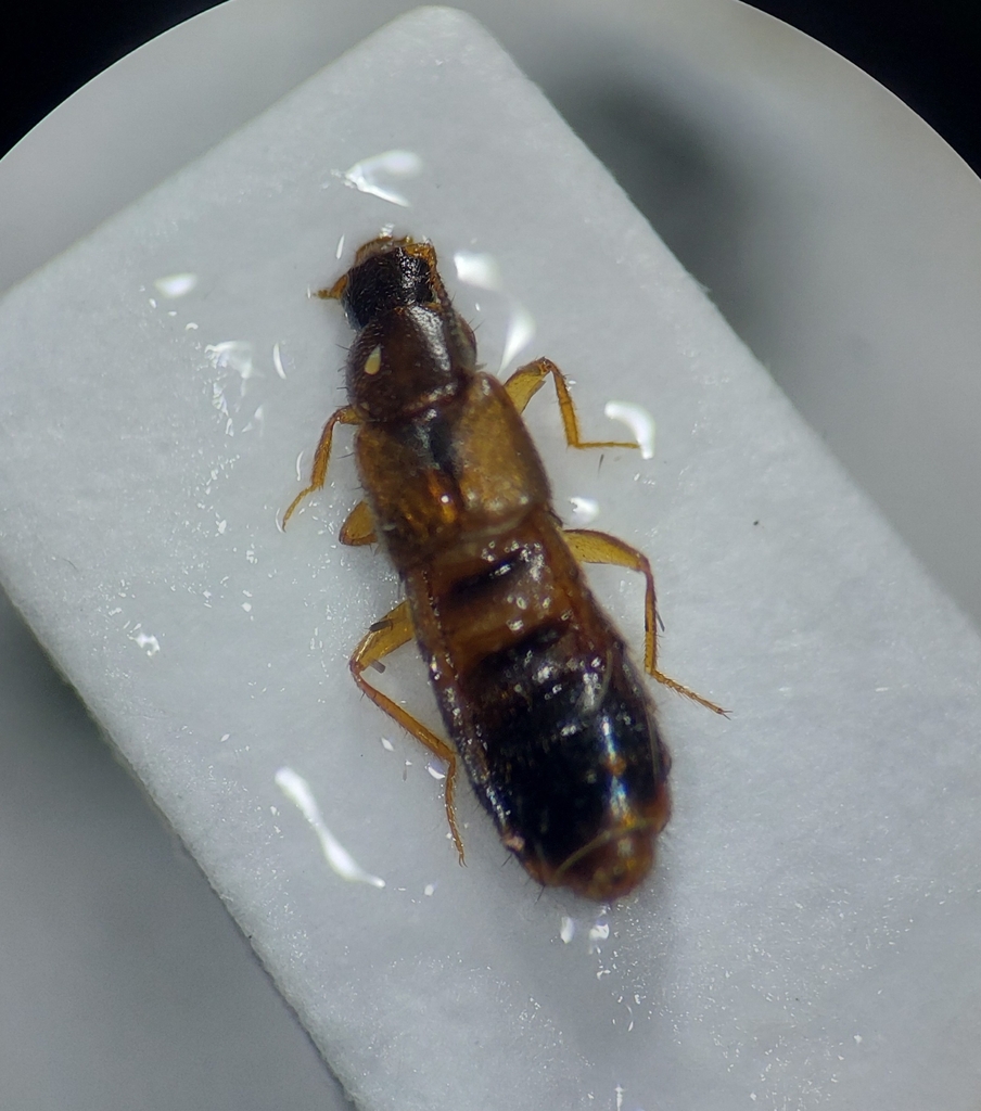 Atheta brunnea