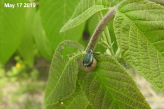 Gastrolina thoracica