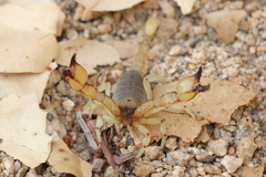 Anuroctonus pococki pococki