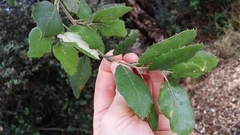 Quercus suber