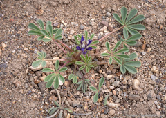 Lupinus brevicaulis