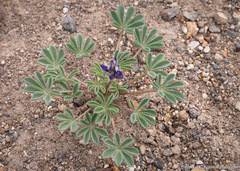 Lupinus brevicaulis