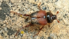 Pachypus candidae