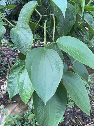Joint Wood Tree (Piper reticulatum)