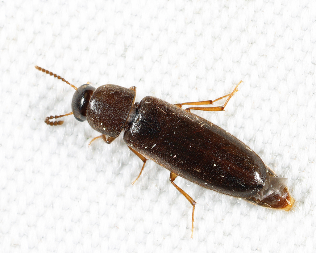 Xylitini