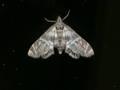 Petrophila canadensis