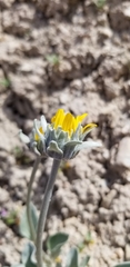 Enceliopsis nudicaulis