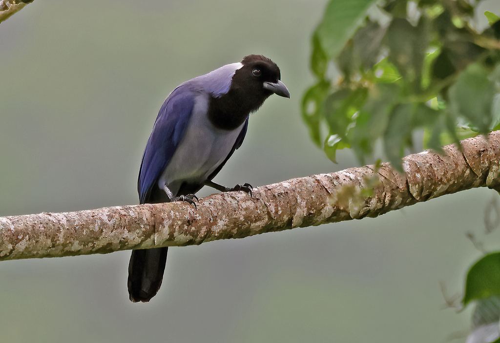 Violaceous Jay