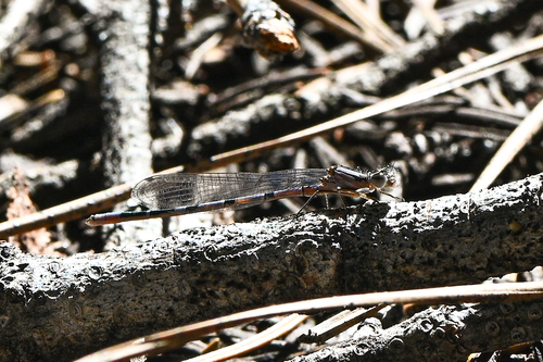 iNaturalist observation photo of Vivid Dancer