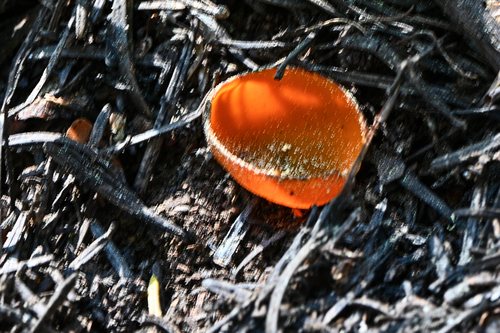 iNaturalist observation photo of Spring Orange Peel Fungus