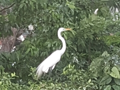 Ardea alba