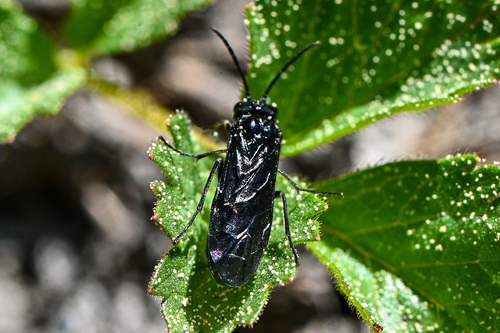 iNaturalist observation photo of Common Sawflies