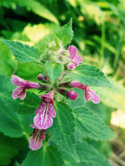 Stachys mexicana